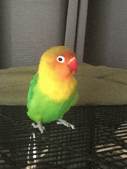 Lovebird