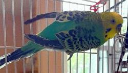 Parakeet