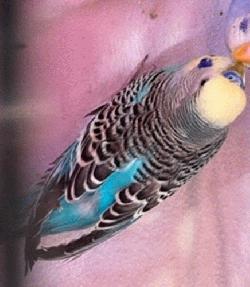 Parakeet