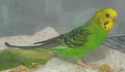 Parakeet