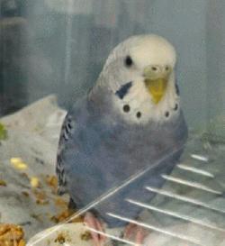 Parakeet