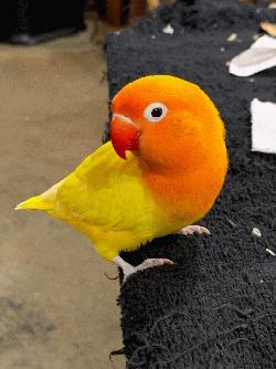 Lovebird