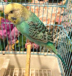 Parakeet