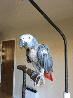 African Grey