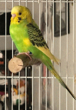 Parakeet