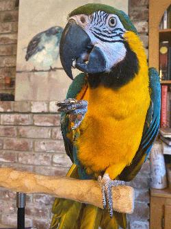 Macaw