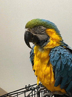 Macaw