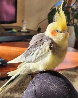 Cockatiel