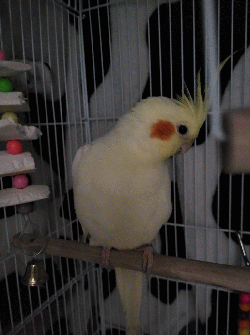 Cockatiel