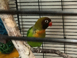 Lovebird