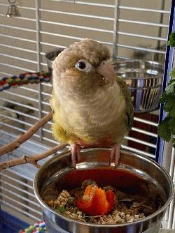 Conure