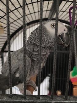 African Grey