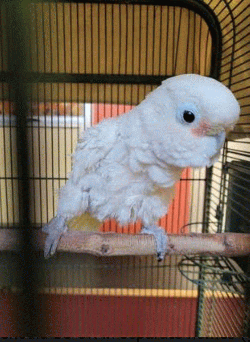 Cockatoo