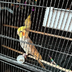 Cockatiel