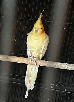 Cockatiel