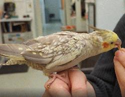 Cockatiel