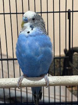 Parakeet