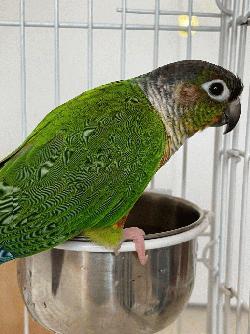 Conure