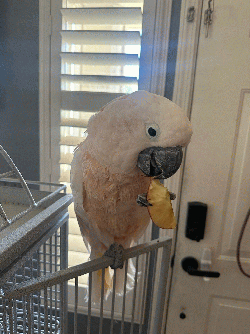 Cockatoo