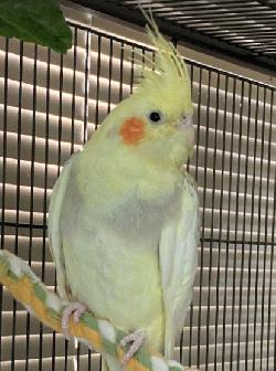 Cockatiel