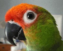 Conure