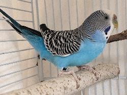 Parakeet