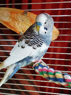 Parakeet