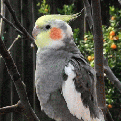 Cockatiel