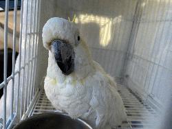 Cockatoo