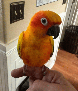 Conure