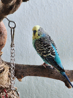 Parakeet