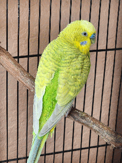 Parakeet