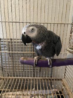 African Grey