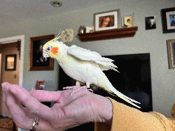 Cockatiel