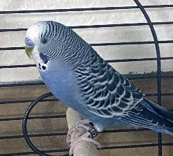 Parakeet