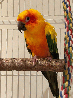 Conure