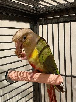 Conure