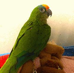 Conure