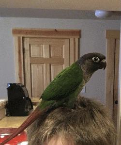 Conure