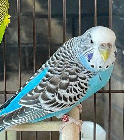 Parakeet