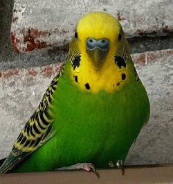 Parakeet