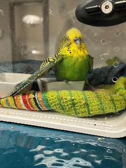 Parakeet