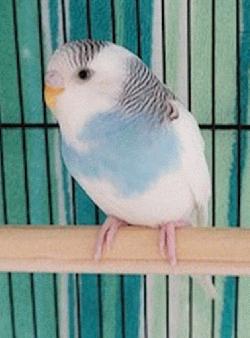 Parakeet