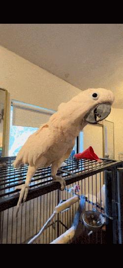 Cockatoo