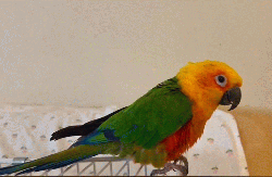 Conure