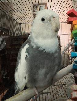 Cockatiel