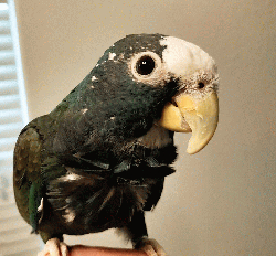 Pionus