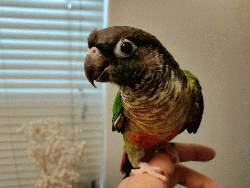 Conure