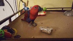 Eclectus