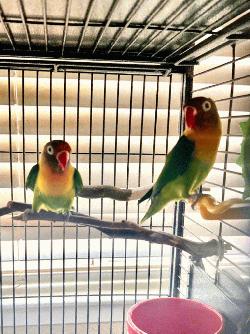 Lovebird